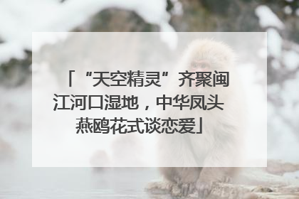 “天空精灵”齐聚闽江河口湿地，中华凤头燕鸥花式谈恋爱