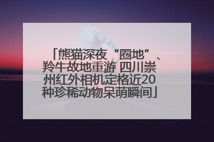 熊猫深夜“圈地”、羚牛故地重游 四川崇州红外相机定格近20种珍稀动物呆萌瞬间