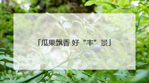 瓜果飘香 好“丰”景