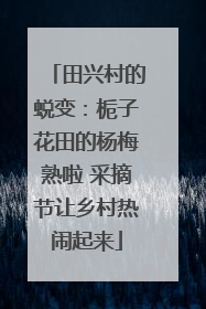 田兴村的蜕变：栀子花田的杨梅熟啦 采摘节让乡村热闹起来