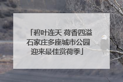 碧叶连天 荷香四溢 石家庄多座城市公园迎来最佳赏荷季