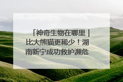 神奇生物在哪里｜比大熊猫更稀少！湖南新宁成功救护濒危鸟类海南鳽