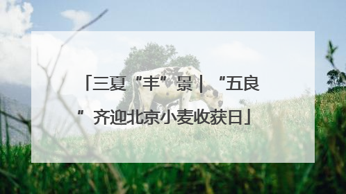 三夏“丰”景｜“五良”齐迎北京小麦收获日