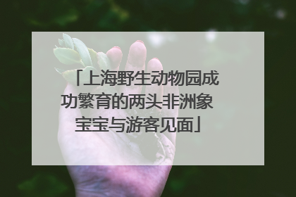 上海野生动物园成功繁育的两头非洲象宝宝与游客见面