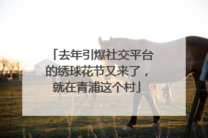 去年引爆社交平台的绣球花节又来了，就在青浦这个村