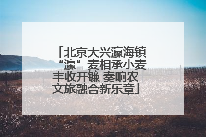 北京大兴瀛海镇“瀛”麦相承小麦丰收开镰 奏响农文旅融合新乐章