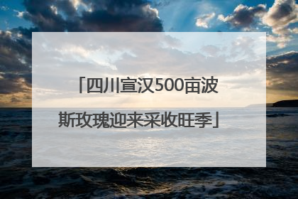 四川宣汉500亩波斯玫瑰迎来采收旺季