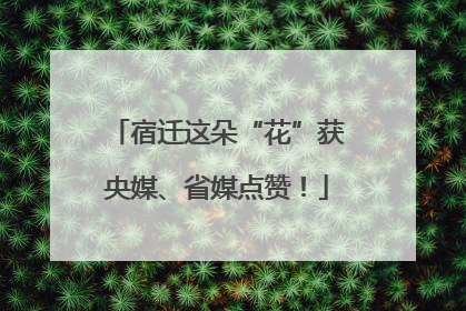 宿迁这朵“花”获央媒、省媒点赞！