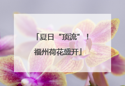 夏日“顶流”！福州荷花盛开