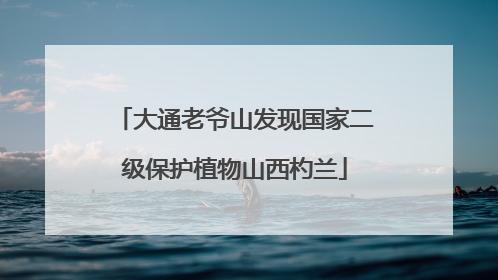 大通老爷山发现国家二级保护植物山西杓兰
