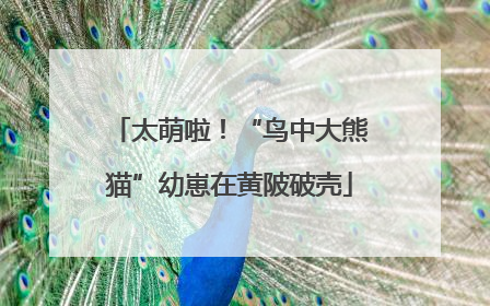 太萌啦！“鸟中大熊猫”幼崽在黄陂破壳