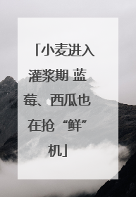 小麦进入灌浆期 蓝莓、西瓜也在抢“鲜”机