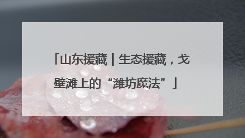 山东援藏｜生态援藏，戈壁滩上的“潍坊魔法”