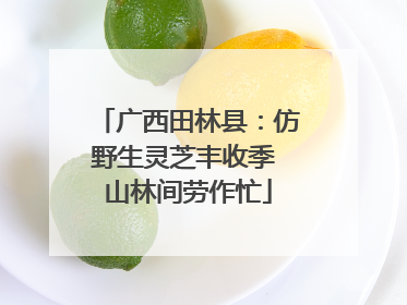 广西田林县：仿野生灵芝丰收季 山林间劳作忙