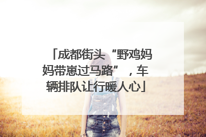 成都街头“野鸡妈妈带崽过马路”，车辆排队让行暖人心