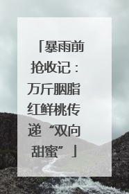 暴雨前抢收记：万斤胭脂红鲜桃传递“双向甜蜜”