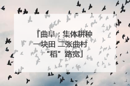 曲阜：集体耕种一块田 二张曲村“稻”路宽