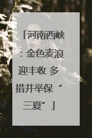 河南西峡：金色麦浪迎丰收 多措并举保“三夏”