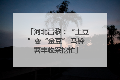 河北昌黎：“土豆”变“金豆” 马铃薯丰收采挖忙