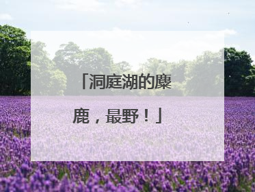 洞庭湖的麋鹿，最野！