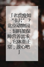 老虎瘦如“卡片”？北京动物园：饲料能保障营养需求，它体重正常，放心吧