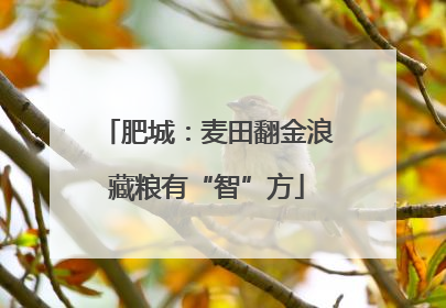 肥城：麦田翻金浪藏粮有“智”方
