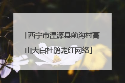 西宁市湟源县前沟村高山大白杜鹃走红网络
