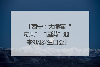 西宁：大熊猫“奇果”“园满”迎来9周岁生日会