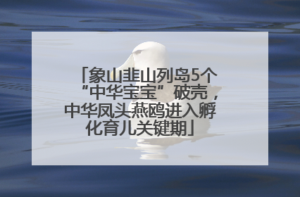 象山韭山列岛5个“中华宝宝”破壳，中华凤头燕鸥进入孵化育儿关键期