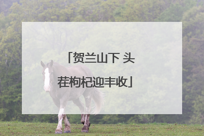 贺兰山下 头茬枸杞迎丰收