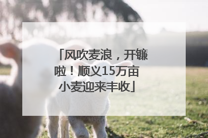 风吹麦浪，开镰啦！顺义15万亩小麦迎来丰收