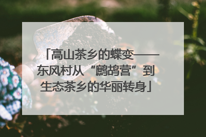 高山茶乡的蝶变——东风村从“鹧鸪营”到生态茶乡的华丽转身